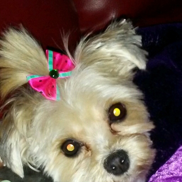 Meet your Posher, Queen - Picture 1 of 1